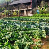 游玩攻略|深圳免费甘坑客家小镇游玩休闲攻略