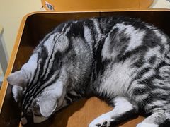 -藏猫猫咖啡主题馆(中央大道店)