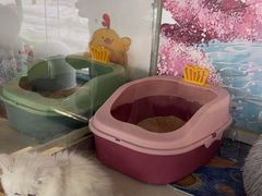 -糯米喵星人总部直营旗舰店·猫舍·幼猫出售