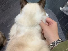 -猫色咖啡·猫咖