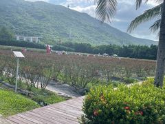 -亚龙湾国际玫瑰谷