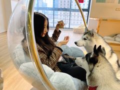 -Husky Go! 哈士奇体验馆·宠物咖啡厅狗咖