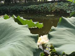 -陈家山荷花公园