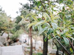-崂山仰口游览区