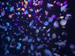 -珠海长隆海洋王国