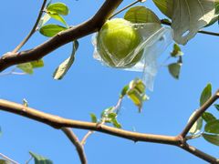 -新塘水果乐园(东洲大道店)