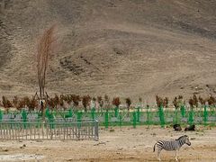 -新疆天山野生动物园
