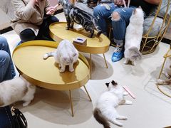 -藏猫猫咖啡主题馆(中央大道店)