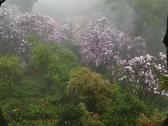 -梧桐山风景名胜区