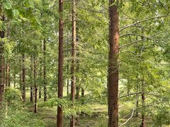 -黄海国家森林公园