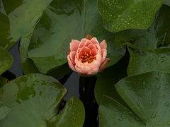 -白鹭湾湿地公园