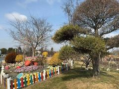 -荷兰花海