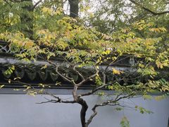 -秋霞圃