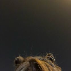 -蚂蚁造型沙龙