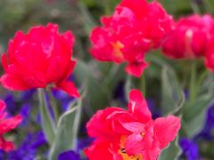 -丹东路渡口(轮渡站)