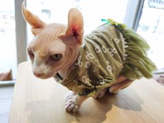 -藏猫猫咖啡主题馆(中央大道店)