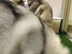 -Husky Go! 哈士奇体验馆·宠物咖啡厅狗咖