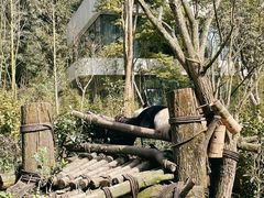 -都江堰中华大熊猫苑