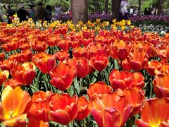 -洛阳郁金香牡丹园