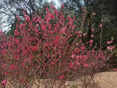 -南国桃园旅游度假区