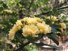 蔷薇？-三圣花乡旅游区