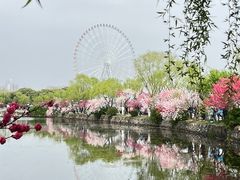 -无锡蠡湖国家湿地公园-蠡园