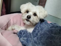 -安安宠医宠物医院·异宠·犬猫内科(岳阳分院)