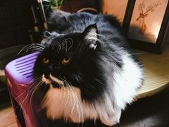 -美联众合动物医院(·中兽医·疑难杂症·严家桥分院)