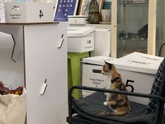 -玫瑰咖啡(中山六路店)
