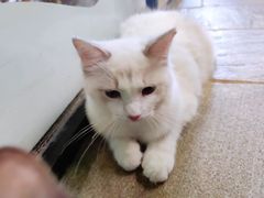 -猫咪博物馆(顶澳仔猫街店)