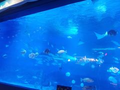 -烟台海昌鲸鲨海洋公园