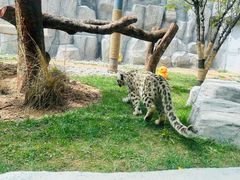 -青藏高原野生动物园
