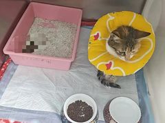 -东莞宠友24H宠物中心医院·转诊夜诊·异宠(新河北路院)