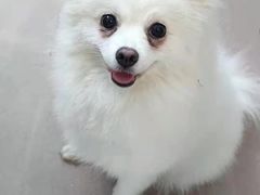 -芭比堂动物医院·24小时·眼科中心(深圳中心)