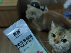 -唐小姐の私宠·宠物洗护美容·撸猫馆·购宠(周浦万达旗舰店)