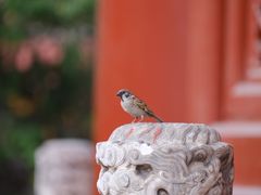 -北京市劳动人民文化宫(太庙)