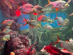 -上海海洋水族馆