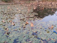 -三圣花乡旅游区