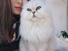 -喵屿·大理花园猫咖