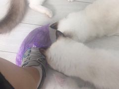 -喵的天空名猫咖啡馆·撸猫·猫舍·用品