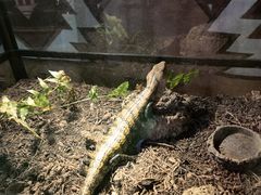 -正佳雨林生态植物园