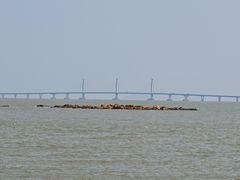 -野狸岛