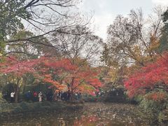 -秋霞圃