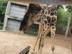 -清迈夜间动物园