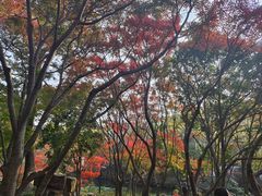 -秋霞圃