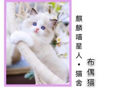 -十年猫舍·猫咪专门店(普陀店)