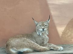 -青藏高原野生动物园