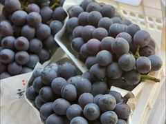 -马陆小张葡萄园农家乐