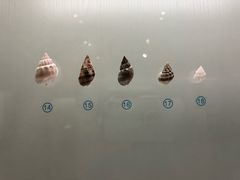 -青岛贝壳博物馆