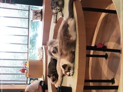 -CAT’S MEWSTAR CAFE·喵星球猫屋(晴湾咖啡店)